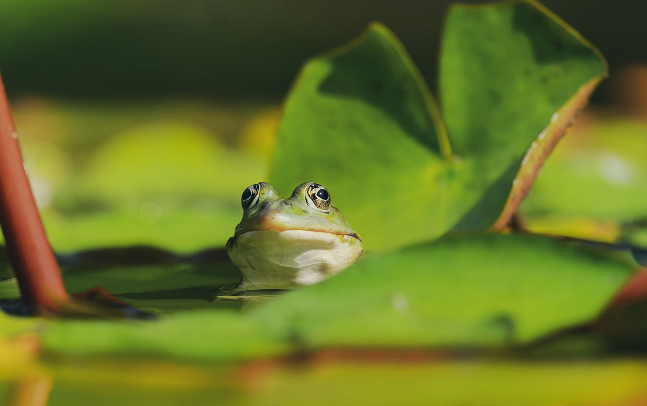 AQUAFIT - Komposttee 4.0 für die Teichpflege